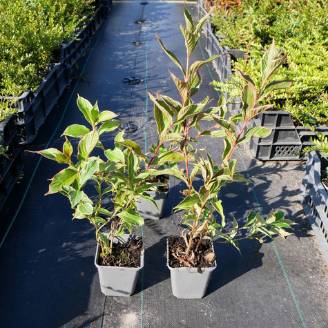 Krzewuszka cudowna Suzanne (P9)