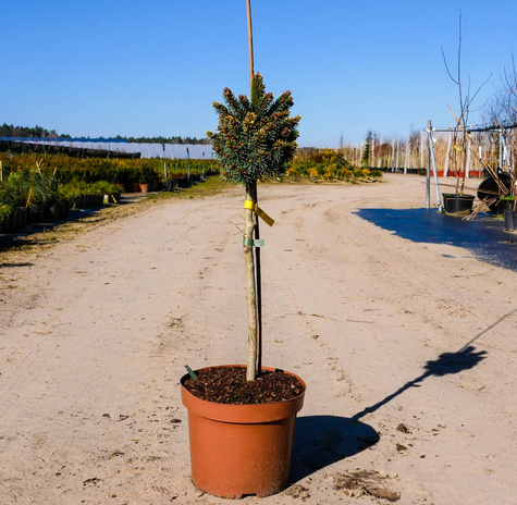 Świerk pospolity Gold Nugget (Aurea) szczepiony Pa40