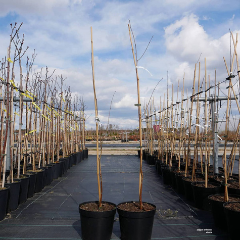 Brzoza pożyteczna odm. jacquemontii