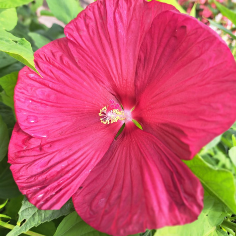 Hibiskus bylinowy Nippon Red (C2)