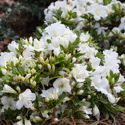 Azalia japońska Pleasant White