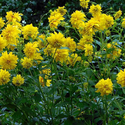 Rudbekia naga Goldquelle (C2)