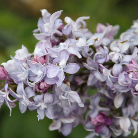 Lilak pospolity Niebo Moskwy (C2)