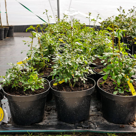 Róża okrywowa różowa