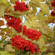 Kalina koralowa Tajożnyje Rubiny (P9)