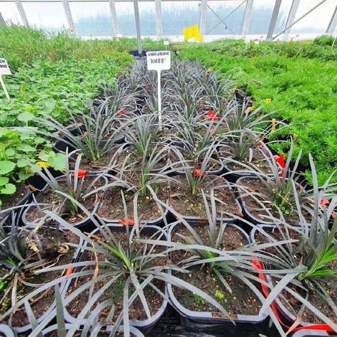 Konwalnik płaskopędowy Niger konwalik (C2)