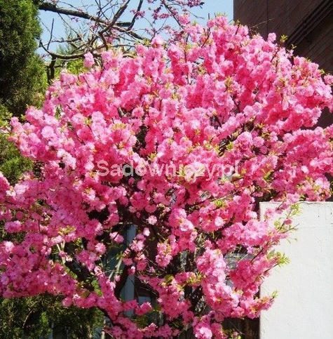 Migdałek różowy forma krzewiasta (C2)