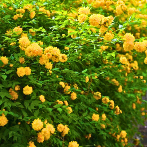 Złotlin japoński Pleniflora (C2)