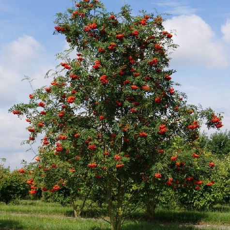 Jarzębina PREMIUM SADZONKI Plant Pack