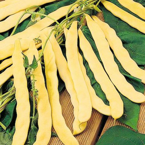 Fasola szparagowa karłowa GOLIATKA 50g