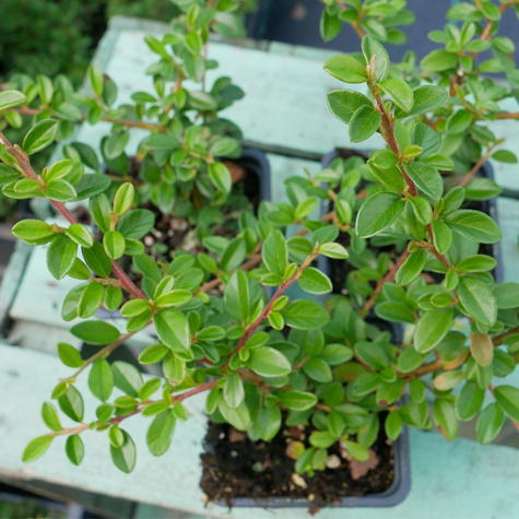 Irga pozioma Variegatus (P9)