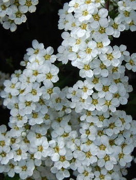Tawuła Thunberga (C2)