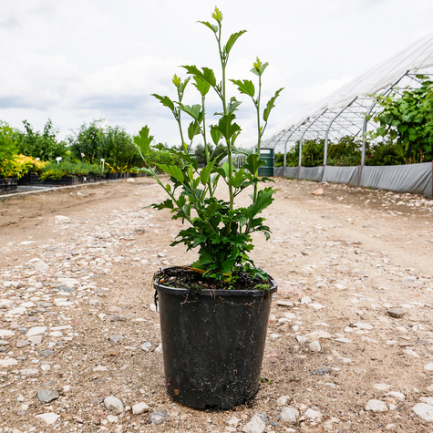 Ketmia syryjska Hibiskus Ardens (C2)