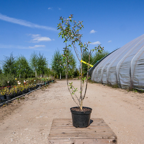 Suchodrzew tatarski (C2)