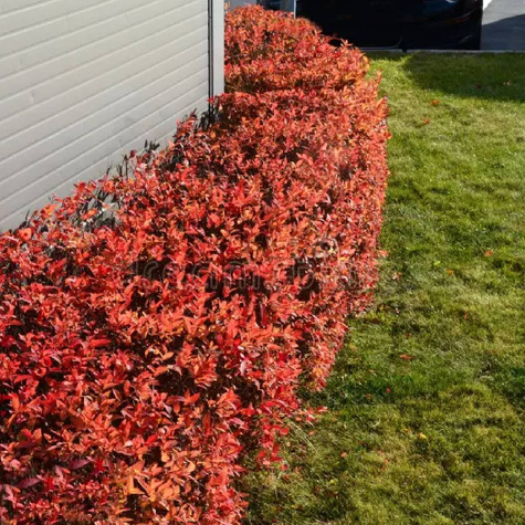 Berberys thunberga Lutin Rouge (C2)