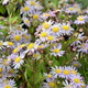 Aster żeniszkowaty Asran (C2)