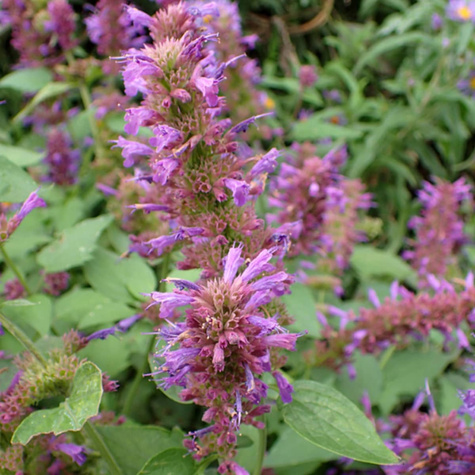 Kłosowiec ogrodowy Blue Boa Mięta Kolibra (C2)