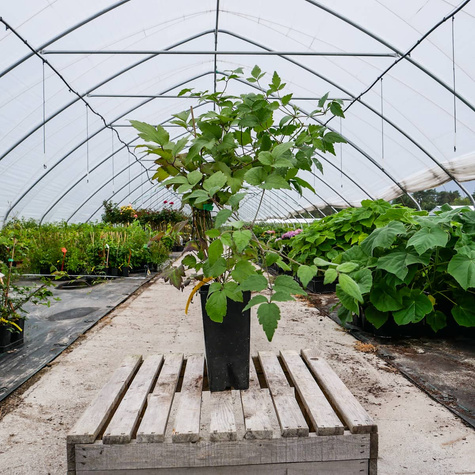 Powojnik Clematis okrywowy Praecox