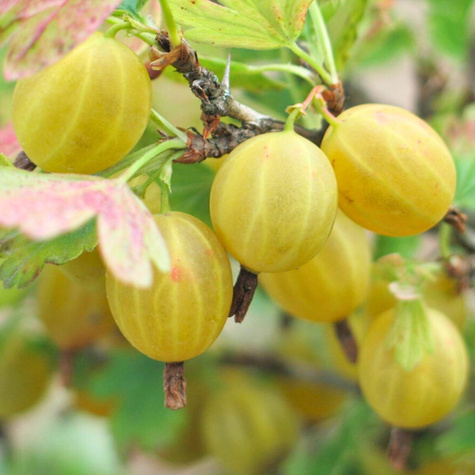 Zestaw Krzewów Owocowych na Pniu Plant Pack