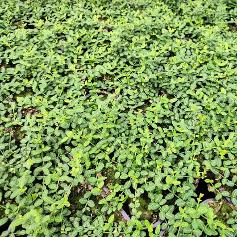 Trzmielina fortunea Mini Magic (C2)