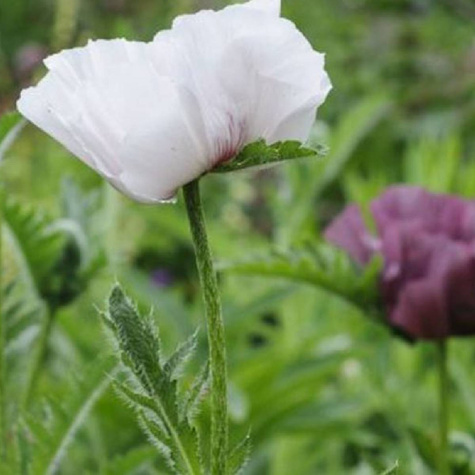 Mak wschodni Royal Wedding (C2)