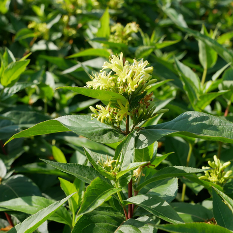 Zadrzewnia bezogonkowa Butterfly (C2)