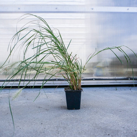 Rozplenica kosmata Nemira (C2)