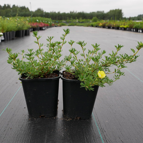 Pięciornik krzewiasty 'Living Daylight' (C2)