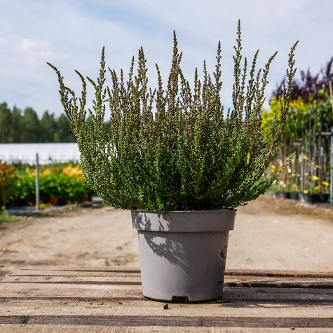 Wrzos pospolity różowy pączkowy
