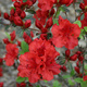 Azalia japońska Maruschka czerwona (C2)