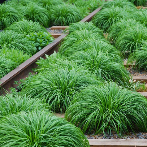 Turzyca oszimska Evergreen (C2)