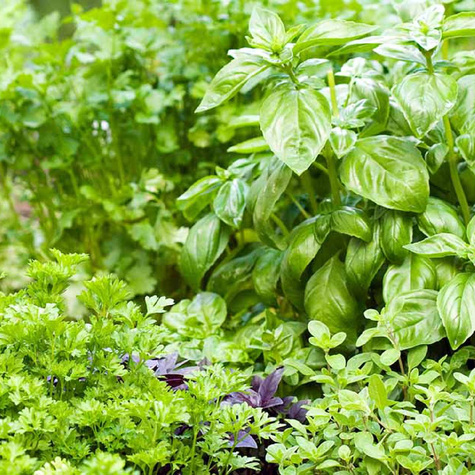 Zestaw Nasiona Ziół Aromatyczne Przyprawy 10 Opakowań Znaczniki