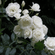 Róża pnąca BIAŁA