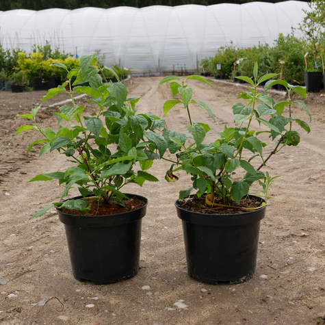 Jaśminowiec Virginal (C2)