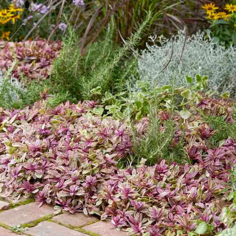 Dąbrówka rozłogowa Princess Nadia (C2)