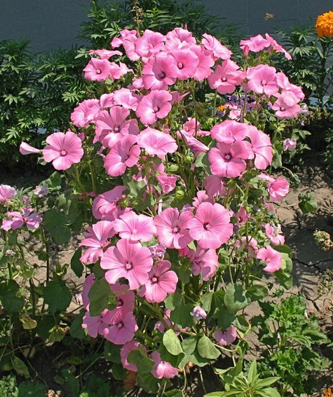 ŚLAZÓWKA lavatera trimestris 1 g