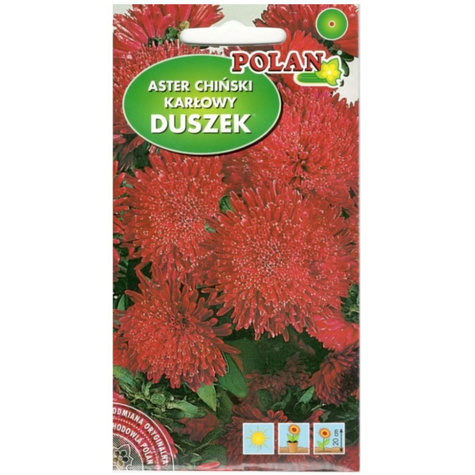 Aster karłowy DUSZEK AMARANTOWO-CZERWONY 1G