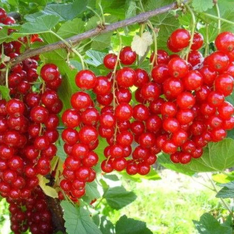 Duo agrest biały i porzeczka czerwona na pniu Plant Pack