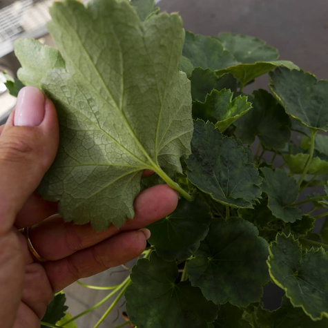 Żurawka krwista Leuchtkäfer (C2)