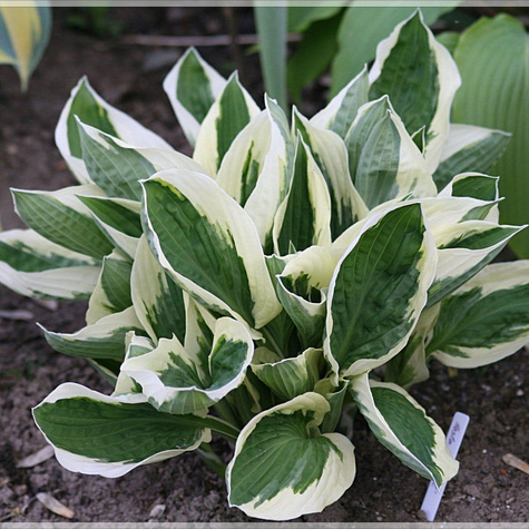 Funkia Hosta Patriot (C2)