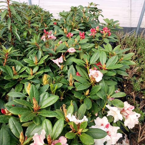 Różanecznik wielkokwiatowy Virginia Richards (C2)