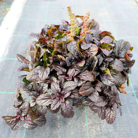 Dąbrówka rozłogowa Atropurpurea (C2)