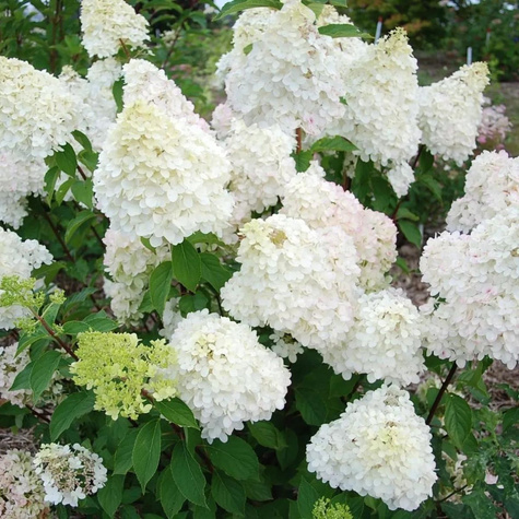 Hortensja bukietowa Diamantino (C2)