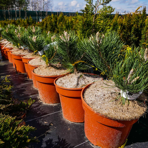 Sosna czarna Oregon Green szczepiona