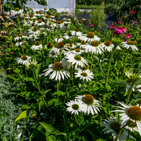Jeżówka purpurowa White Sawn delikatna