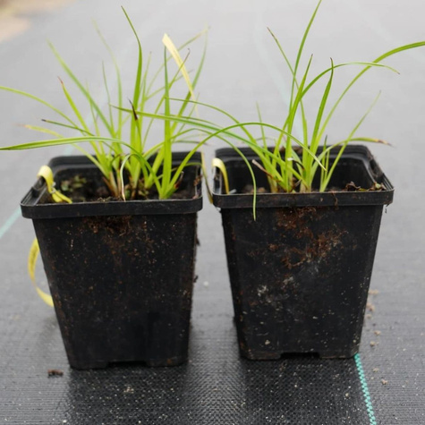 Wełnianka pochwowata