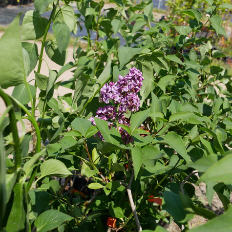 Lilak pospolity Znamya Lenina (C2)