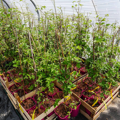 Powojnik Clematis wielkokwiatowy Piilu (C2)