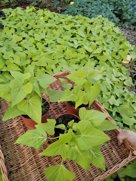 Wilec Impomea limonkowa Pnącze Wilec ziemniaczany Słodki ziemniak Ipomea