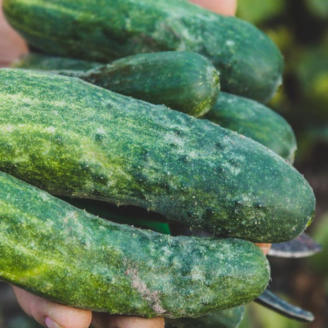 Ogórek gruntowy Horizon F1 bardzo wczesny konserwowy/kwaszeniak 250g NOWOŚĆ!